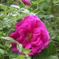 630_roseraie_de_l_hay_5185.jpg