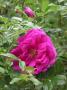 lysiane:plantes_du_jardin:roses:630_roseraie_de_l_hay_5185.jpg