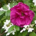631_roseraie_de_l_hay_5187.jpg