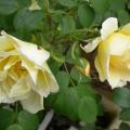 633_rustica_91_0151.jpg