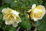 lysiane:plantes_du_jardin:roses:633_rustica_91_0151.jpg