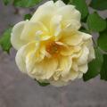 634_rustica_91_8141.jpg