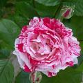 641_scentimental_6391.jpg