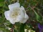 lysiane:plantes_du_jardin:roses:659_snow_ballet_6011.jpg