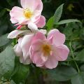 671_sourire_d_orchidee_8180.jpg