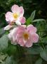 lysiane:plantes_du_jardin:roses:671_sourire_d_orchidee_8180.jpg