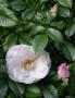 lysiane:plantes_du_jardin:roses:679_souvenir_de_ste_anne_0356.jpg