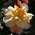 697_sutter_s_gold_0138.jpg
