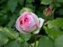 lysiane:plantes_du_jardin:roses:715_tchaikovski_5668.jpg