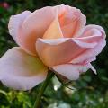718_tendress_6010.jpg