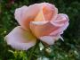 lysiane:plantes_du_jardin:roses:718_tendress_6010.jpg