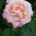 721_tendresse_6344.jpg