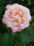 lysiane:plantes_du_jardin:roses:721_tendresse_6344.jpg
