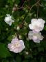 lysiane:plantes_du_jardin:roses:729_tresor_de_thorigny_5620.jpg