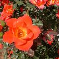 741_warm_welcome_0309.jpg