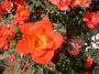 lysiane:plantes_du_jardin:roses:741_warm_welcome_0309.jpg