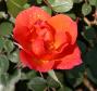 lysiane:plantes_du_jardin:roses:742_warm_welcome_0765.jpg