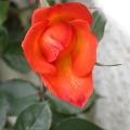 743_warm_welcome_5206.jpg