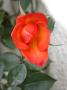 lysiane:plantes_du_jardin:roses:743_warm_welcome_5206.jpg