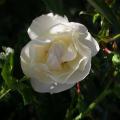 752_white_nights_7479.jpg