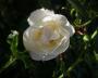 lysiane:plantes_du_jardin:roses:752_white_nights_7479.jpg