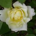 755_windrush_5151.jpg