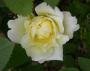 lysiane:plantes_du_jardin:roses:755_windrush_5151.jpg