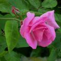 762_zephirine_drouhin_6015.jpg