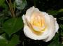 lysiane:plantes_du_jardin:roses:764_zz_achete_carpentras_0074.jpg