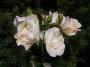 lysiane:plantes_du_jardin:roses:766_zz_achete_carpentras_6915.jpg