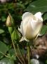 lysiane:plantes_du_jardin:roses:768_zz_achete_carpentras_n5752.jpg