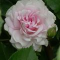 769_zz_cadeau_5304.jpg