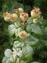 lysiane:plantes_du_jardin:roses:775_zz.jpg