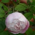 dscn09807_mme_p_oger.jpg