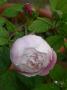 lysiane:plantes_du_jardin:roses:dscn09807_mme_p_oger.jpg