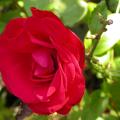 dscn09890_conquistador.jpg