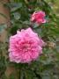 lysiane:plantes_du_jardin:roses:dscn10121_paul_noel.jpg