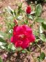 lysiane:plantes_du_jardin:roses:dscn10129_bourgogne.jpg