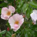 dscn10170_pierre_gagnaire.jpg