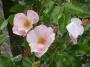 lysiane:plantes_du_jardin:roses:dscn10170_pierre_gagnaire.jpg