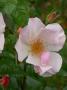 lysiane:plantes_du_jardin:roses:dscn10171_pierre_gagnaire.jpg