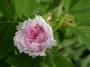 lysiane:plantes_du_jardin:roses:dscn1275.jpg