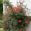 dscn1394.jpg