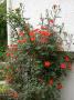 lysiane:plantes_du_jardin:roses:dscn1394.jpg