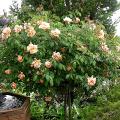dscn1777.jpg