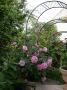 lysiane:plantes_du_jardin:roses:dscn1780.jpg
