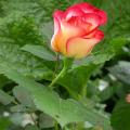 dscn1882.jpg
