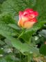 lysiane:plantes_du_jardin:roses:dscn1882.jpg