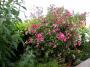 lysiane:plantes_du_jardin:roses:dscn1913.jpg
