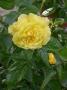 lysiane:plantes_du_jardin:roses:dscn1949.jpg